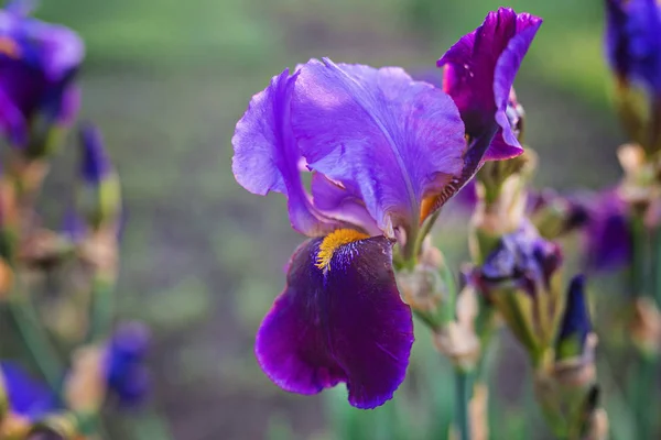 Closeup of blooming purple Iris sibirica sibirian iris with litt — Stock Photo, Image
