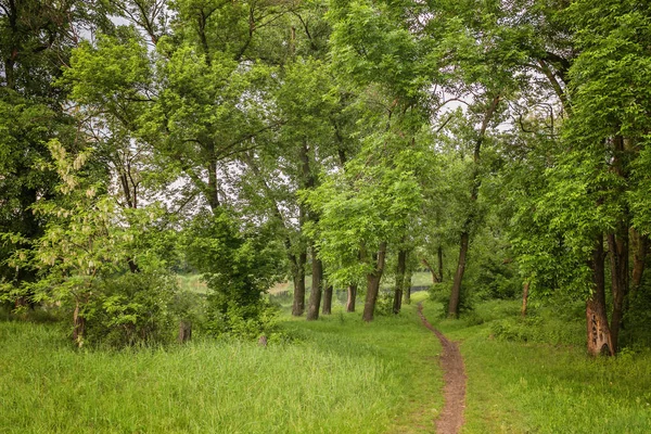 Caminho de passarela com árvores verdes na floresta. Lindo beco, r — Fotografia de Stock