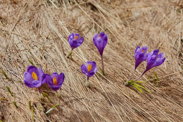 Alpine crocuses blossom in the mountains of the Carpathians on top of the mountain. — Stock Photo, Image