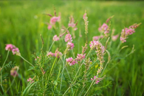 Wilde Wiese rosa Blumen am Morgen Sonnenlicht Hintergrund. — Stockfoto