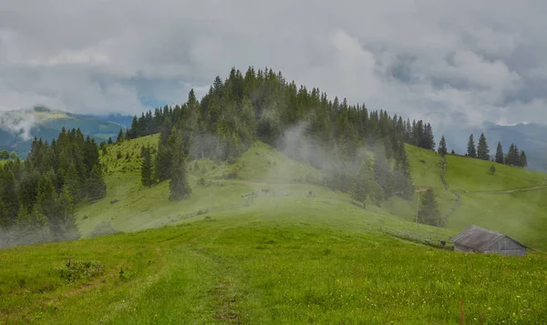 Sisli sabah yaz köknar ağaçları ile manzara — Stok fotoğraf