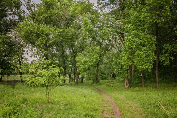 Прогулочная дорожка с зелеными деревьями в лесу. Аллея, вл. — стоковое фото