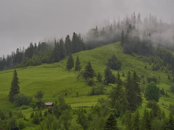 Mlhavé ráno letní krajina s jedlí — Stock fotografie