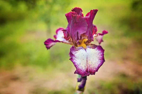 Closeup of blooming purple Iris sibirica sibirian iris with litt — Stock Photo, Image