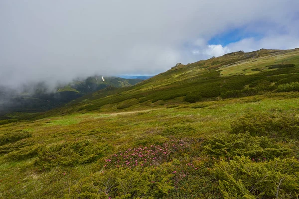 Colina ondulada boscosa en un día nublado. hermoso paisaje natural de paisaje montañoso . —  Fotos de Stock
