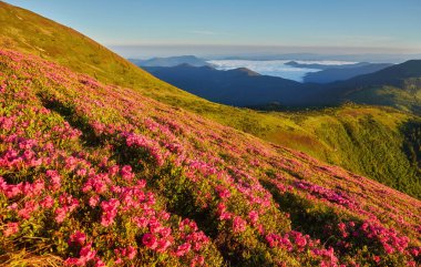 Pembe rhododendron sokağının çiçekleri dağın yamacında yeşil çimenli sisli tepeler ve dramatik bulutlarla kaplı Karpatya dağları..