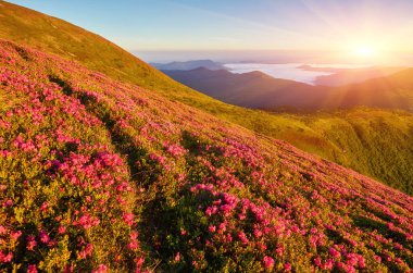 Pembe rhododendron sokağının çiçekleri dağın yamacında yeşil çimenli sisli tepeler ve dramatik bulutlarla kaplı Karpatya dağları..