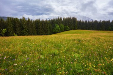 Alpler 'deki güzel manzaranın panoramik görüntüsü. Taze yeşil çayırlar, çiçek açan çiçekler ve arka planda karla kaplı dağ tepeleri. Mavi gökyüzü ve bulutlarla dolu güneşli bir günde.