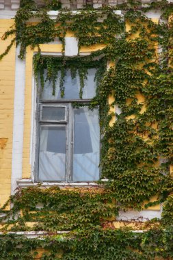 Pencerelerin etrafında Liana.