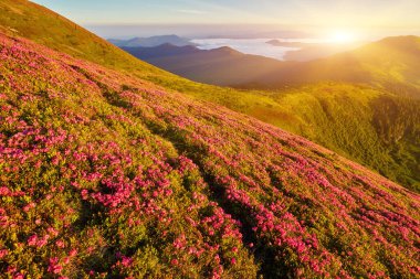 Dağda yabani çiçeklerle dolu bir manzara.