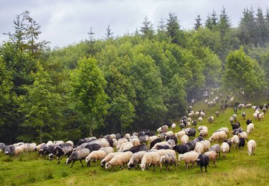 koyun sürüsü dağ çayır üzerinde