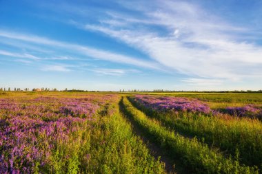 Çayırda ve günbatımında mor çiçekler