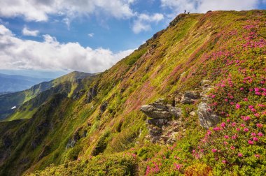 pembe ormangülü çiçek yaz dağ