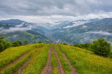 Orman yol çam ormanı ile gidiyor