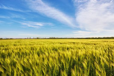 Mavi gökyüzünün altında bulutlu yeşil çayır