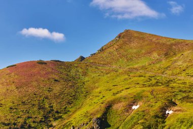 pembe ormangülü çiçek yaz dağ
