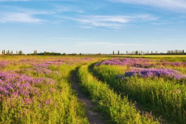 Çayırda ve günbatımında mor çiçekler