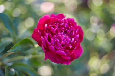 Doğal çiçek, kırmızı Şakayık Çiçeği yakın çekim arka plan