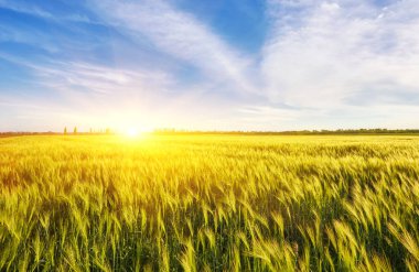 Yeşil Islak çimen ve renkli günbatımı.