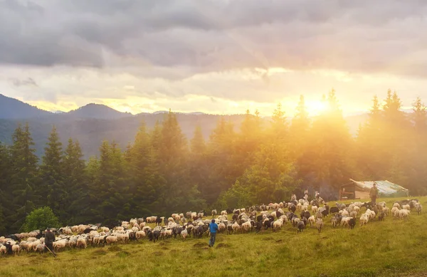 Flock of sheep at sunset. Sheeps in a meadow in the mountains.