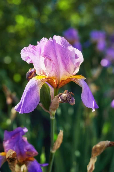 Schöne Irisblüten — Stockfoto
