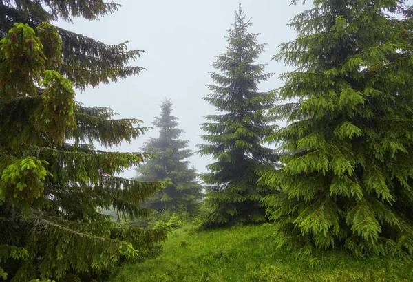 El bosque de abetos en la niebla — Foto de Stock