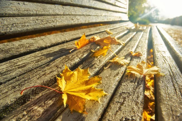 Πάγκος το φθινόπωρο με πολύχρωμα φυλλώματα και δέντρα. — Φωτογραφία Αρχείου