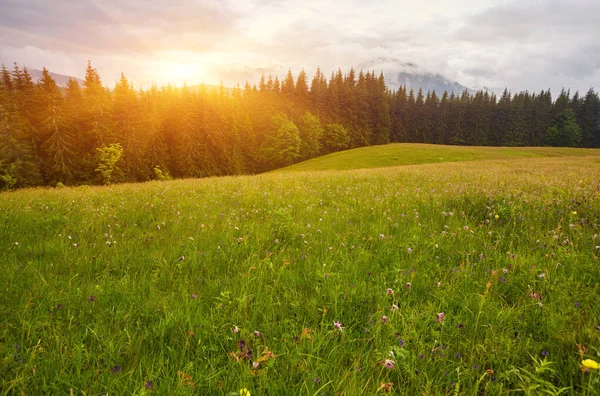 Panoramic view of beautiful landscape in the Alps with fresh green meadows and blooming flowers and snow-capped mountain tops in the background on a sunny day with blue sky and clouds — Stock Photo, Image