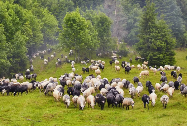 Flock of sheep in a mountain valley — Stock Photo, Image