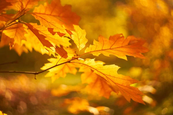 Autumn leaves on the sun. — Stock Photo, Image