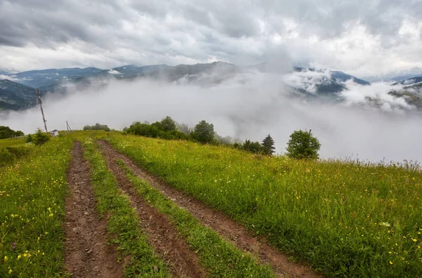 Lesní cesta přes borový les — Stock fotografie