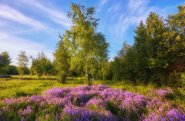 Фиолетовые цветы на лугу и закате — стоковое фото