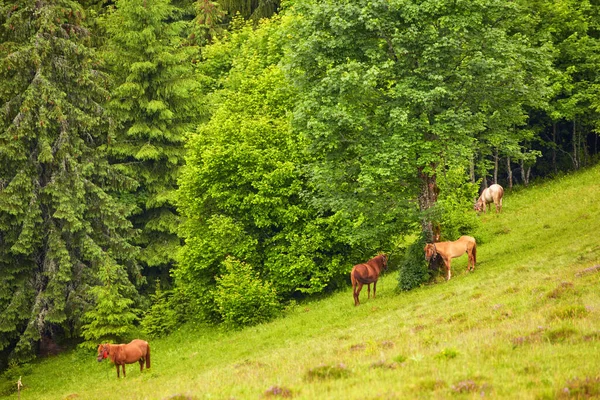 Rancho na floresta. Belos cavalos pastam na grama verde — Fotografia de Stock