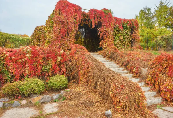 Autumn sunny day, steps of stairs in the old park, many fallen f — Stock Photo, Image