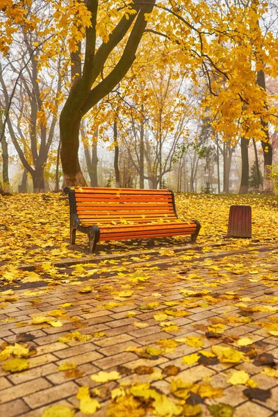 Banco en temporada de otoño con colorido follaje y árboles . —  Fotos de Stock