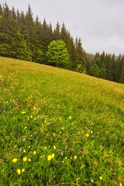 Vista panorâmica da bela paisagem nos Alpes com prados verdes frescos e flores floridas e cumes de montanha cobertos de neve no fundo em um dia ensolarado com céu azul e nuvens — Fotografia de Stock