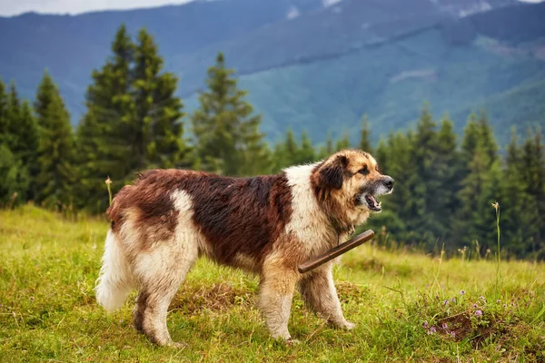 Beautiful shepherd's dog in the forest — Stock Photo, Image