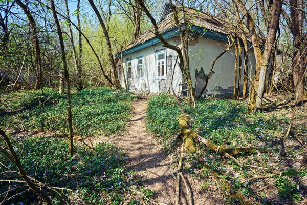 Maisons anciennes en ruine dans le village de Zalyssia situé dans la zone d'exclusion de Tchernobyl, emplacement touristique sombre populaire, Ukraine — Photo