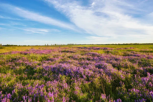 草地上的紫色花朵和日落 — 图库照片