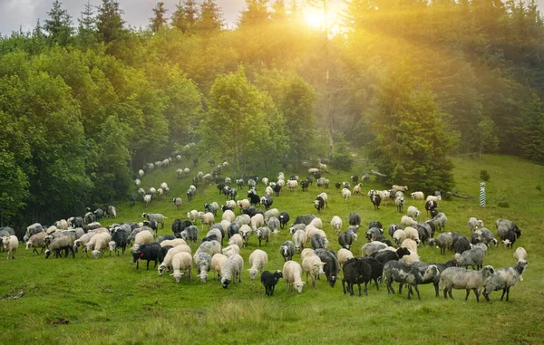 A gyönyörű zöld réten sok juh — Stock Fotó