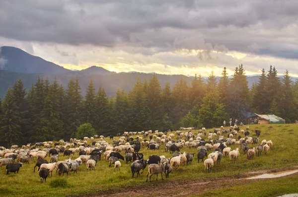 Лотові вівці на красивому зеленому лузі — стокове фото