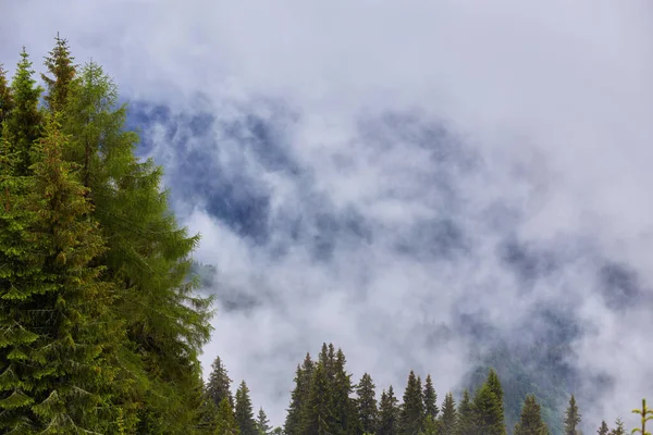 A fenyőerdő a ködben — Stock Fotó