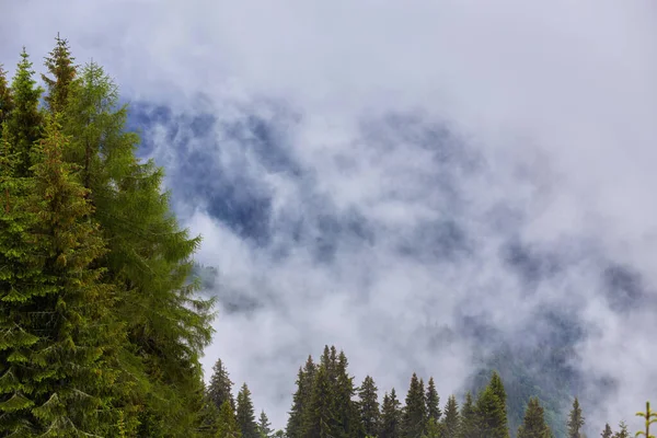 Sisin içindeki köknar ağacı ormanı. — Stok fotoğraf