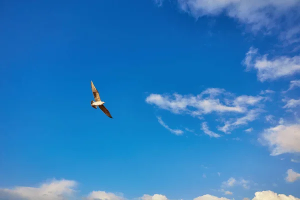 Möwe fliegt am strahlend blauen Himmel — Stockfoto