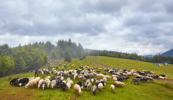 Стадо овець на гірському лузі — стокове фото