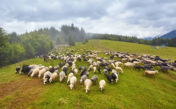 Стадо овец на горном лугу — стоковое фото