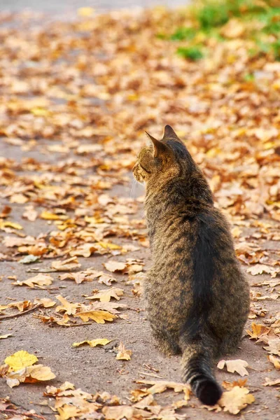 Einsame gestromte Katze sitzt auf der Bank — Stockfoto