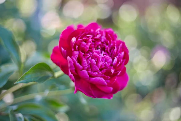 Peônias rosa no jardim — Fotografia de Stock