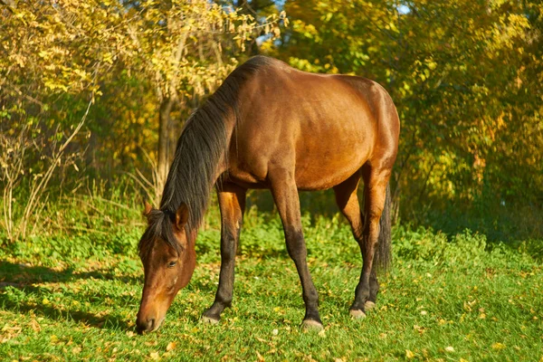 Koń na zielonej trawie — Zdjęcie stockowe