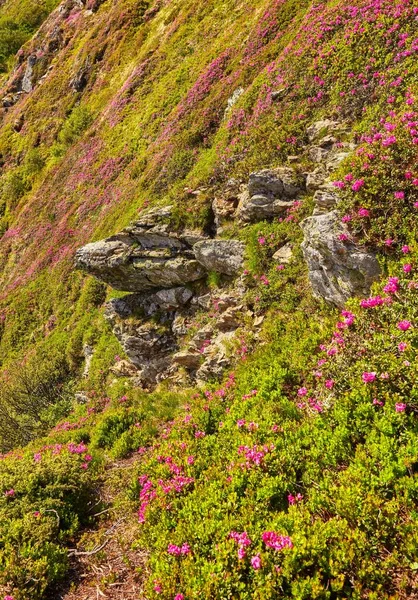 Flores de rododendro rosa na montanha de verão — Fotografia de Stock